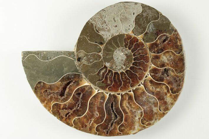 4.35" Cut & Polished Ammonite Fossil (Half) - Madagascar